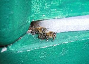 Motoren Hildebrandt Hamburg Bienenvolk